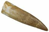 Fossil Plesiosaur (Zarafasaura) Tooth - Morocco #354699-1